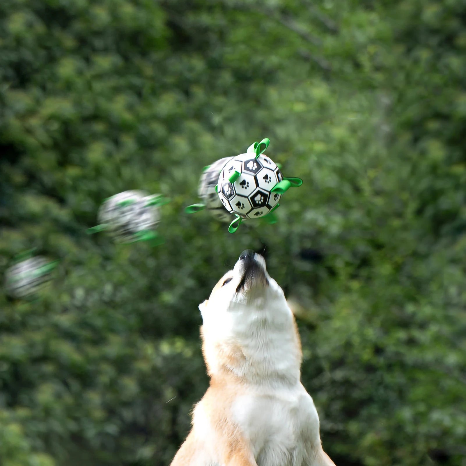 Dog Balls Soccer