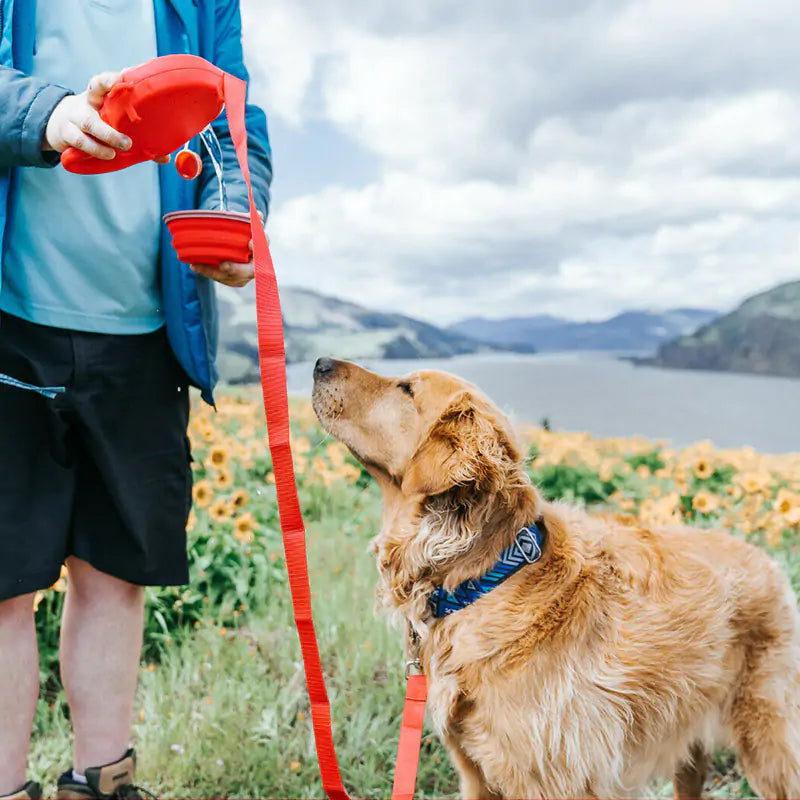 Multi-function Dog Leash