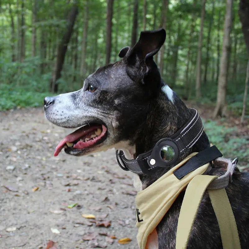 anti theft dog collar