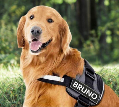 Personalized dog harness