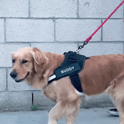 Custom Dog Harness with Name walking