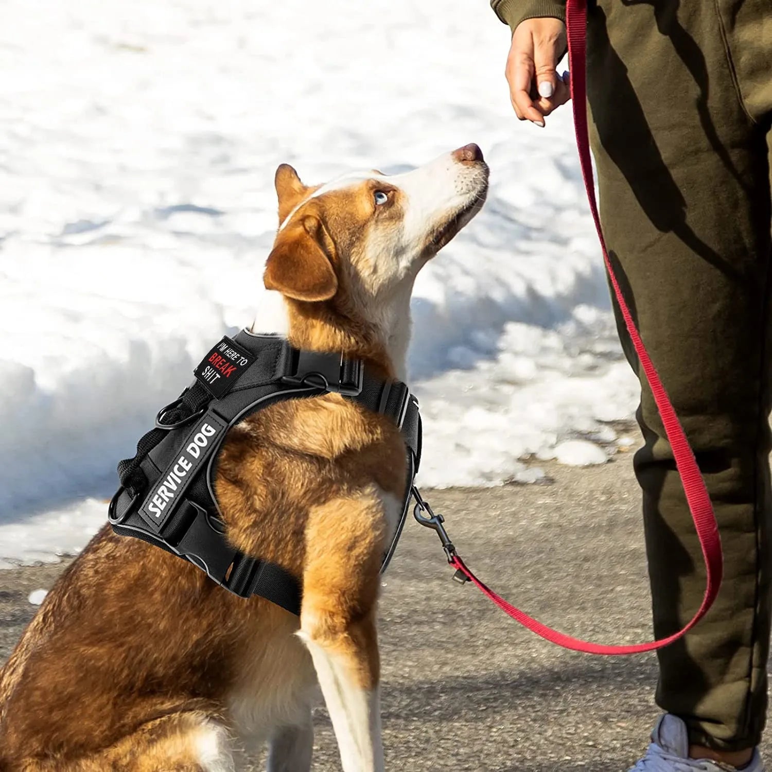 No Pull Dog Harness Reflective