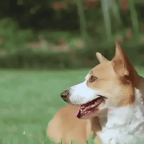 Dog Soccer Ball