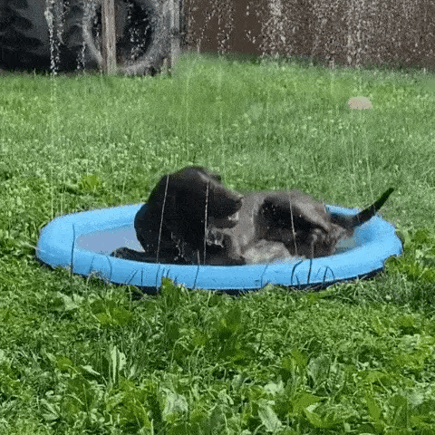 Dog Sprinkler Pad
